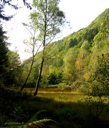 Photo Bambois à Saulxures sur Moselotte