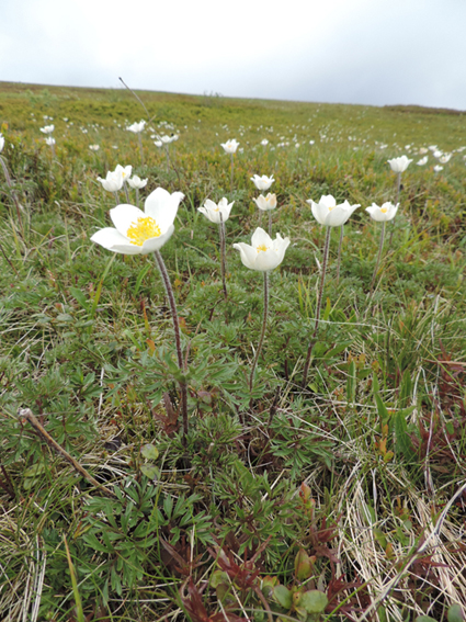 Lande subalpine du secteur du hohneck, à Pulsatille blanche