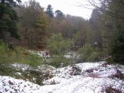 Projet de contrat natura 2000 sur une zone humide, forêt communale de Murbach